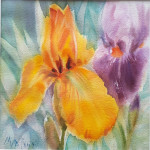 Iris